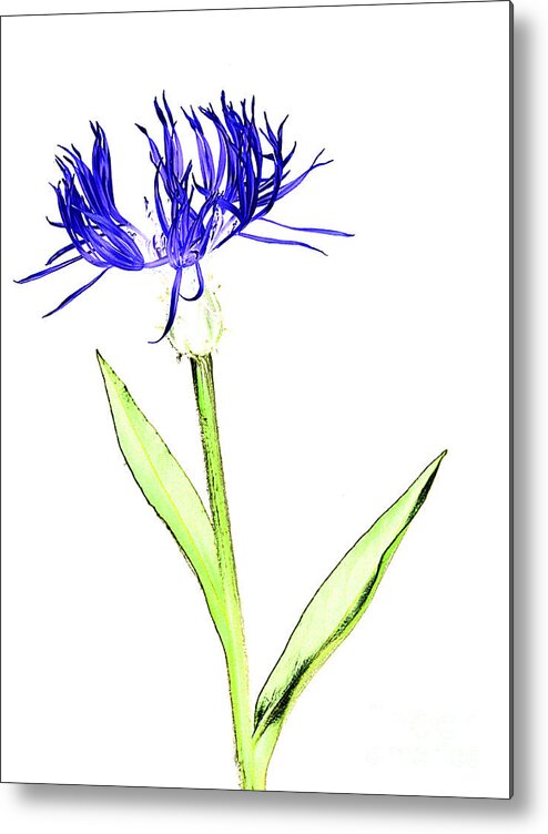 Digital Metal Print featuring the photograph Cornflower No.5 by Tony Mills