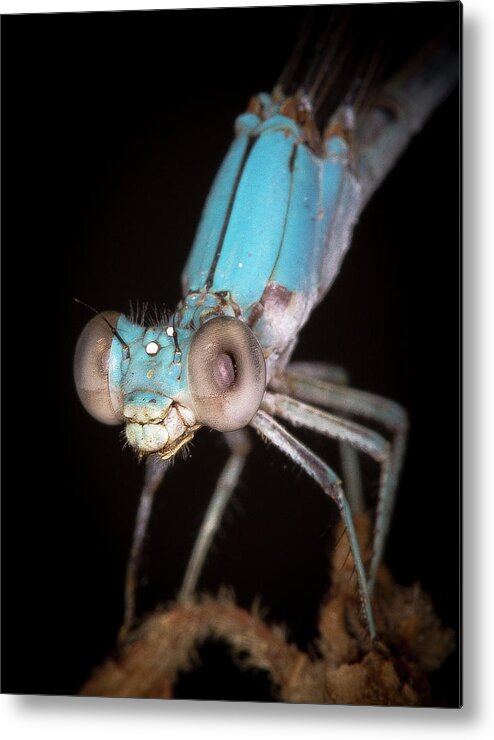 Nature Metal Print featuring the photograph Damselfly by Jim Painter