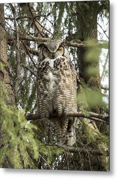 Alaska Metal Print featuring the photograph Great Horned #1 by Ian Johnson