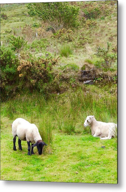 Sheep Metal Print featuring the photograph Irish Sheep by Sue Morris