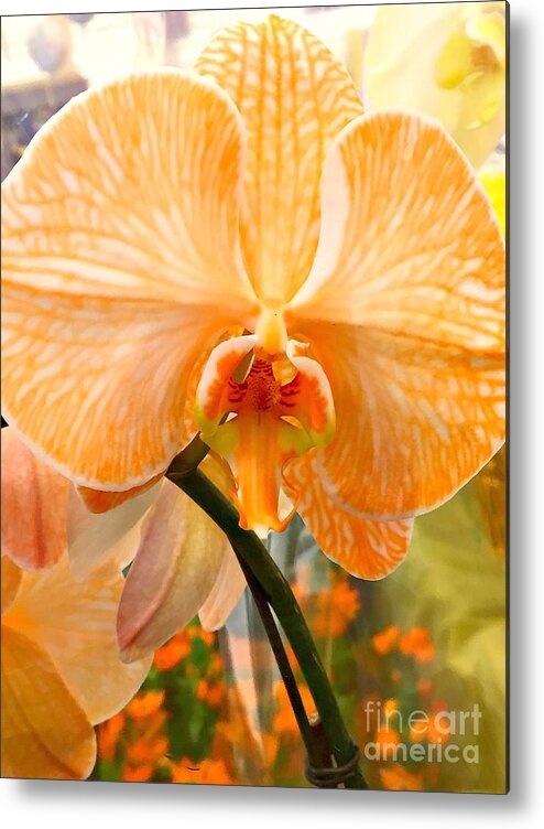 Orchid Metal Print featuring the photograph Orange Delight #1 by Nona Kumah