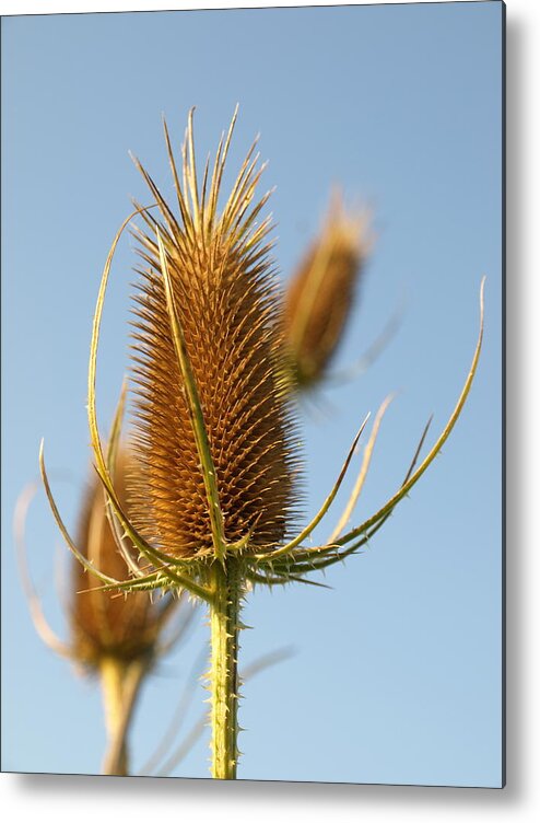 Thistle Metal Print featuring the photograph Roadside Thistle - 2 #1 by Jeffrey Peterson