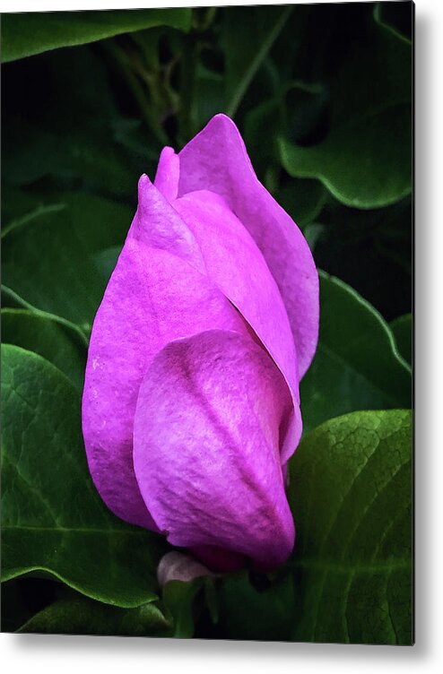 Magnolia Metal Print featuring the photograph Unfolding #2 by Jill Love