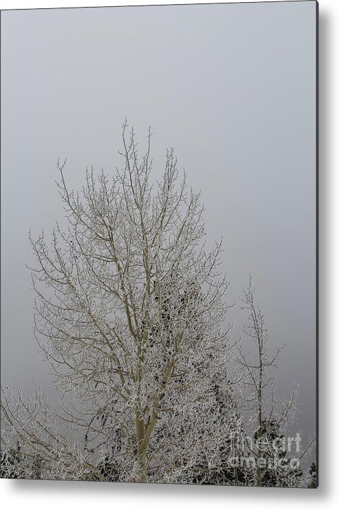 Winter Metal Print featuring the photograph 14 Degrees by Steven Parker