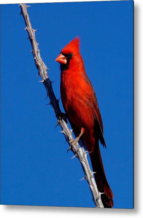 Birds Of North America Metal Print featuring the photograph Northern Cardinal #2 by Dennis Boyd