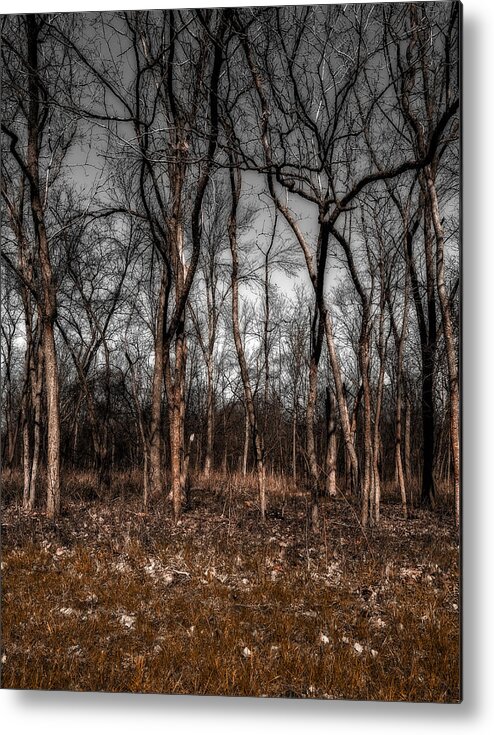 Area Metal Print featuring the photograph Trees #2 by Peter Lakomy