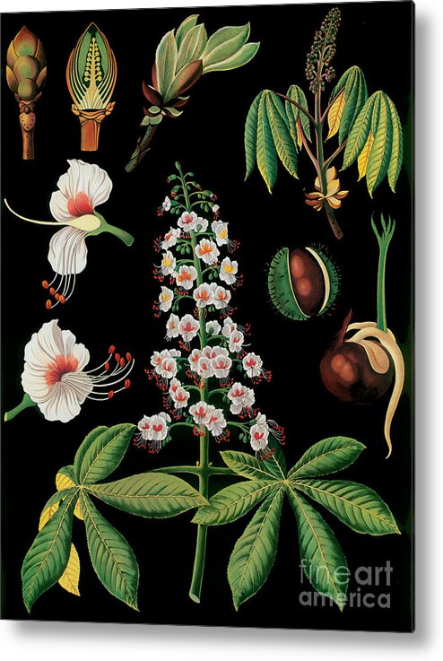 Vintage Botanical Art Metal Print featuring the painting Vintage Botanical #2 by Mindy Sommers