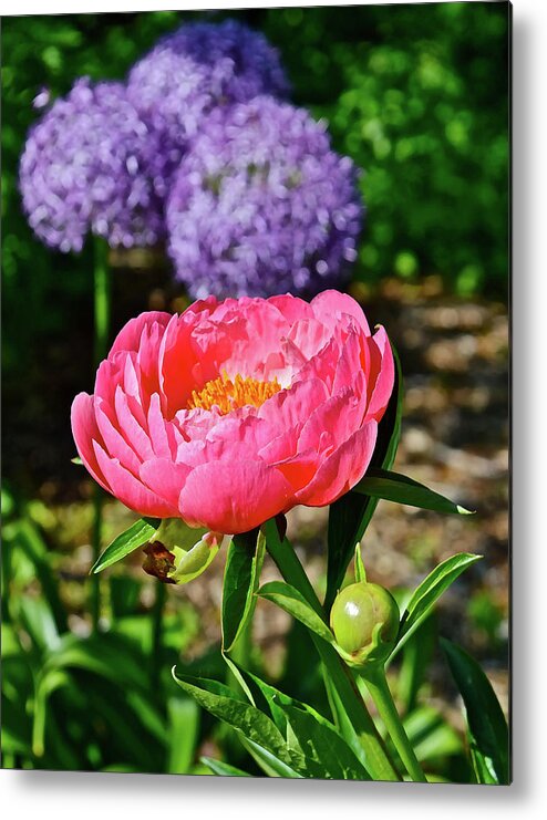 Peony Metal Print featuring the photograph 2016 Late May Coral Supreme Peony by Janis Senungetuk
