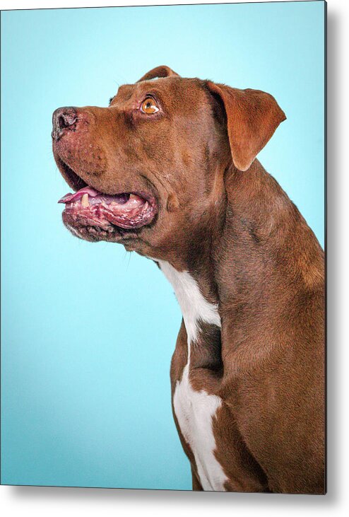 Dog Metal Print featuring the photograph Metta #3 by Pit Bull Headshots by Headshots Melrose