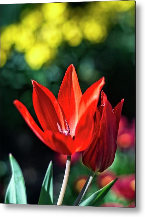 Winterpacht Metal Print featuring the photograph Spring Garden #4 by Miguel Winterpacht