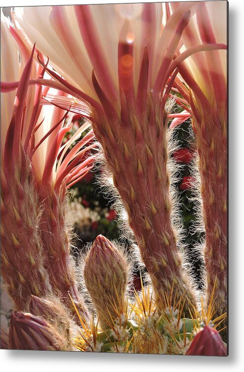 Blooms Metal Print featuring the photograph A Blooms Secret by Patricia Haynes