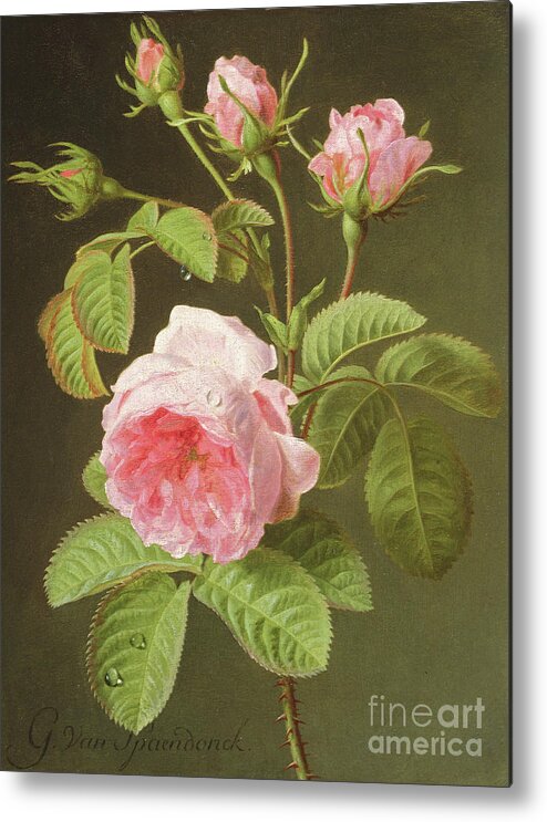 Pink Metal Print featuring the painting A Branch of Roses by Cornelis van Spaendonck