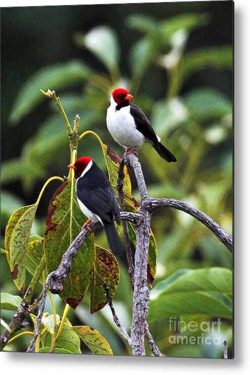 A Pair Of Redheads Metal Print featuring the photograph A Pair of Redheads by Jennifer Robin