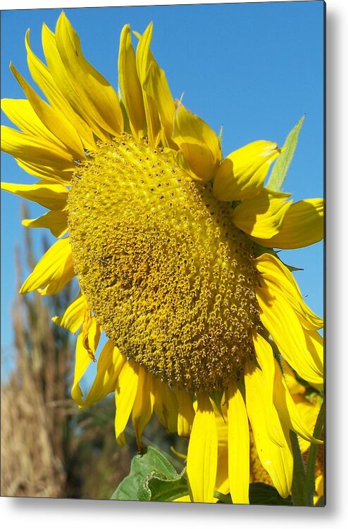 Nature Metal Print featuring the photograph A Sunny Hello by Sandy Collier