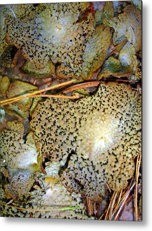 Lichen Metal Print featuring the photograph Abstraction in Lichen by Lynda Lehmann