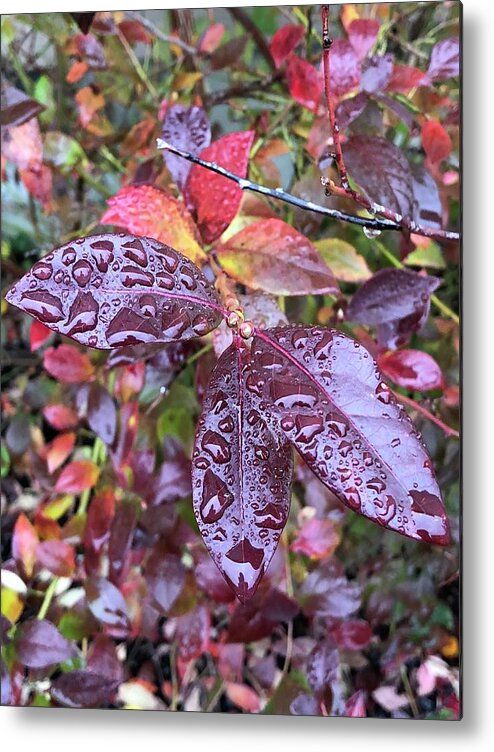 Drops Metal Print featuring the photograph After The Rain by Brian Eberly