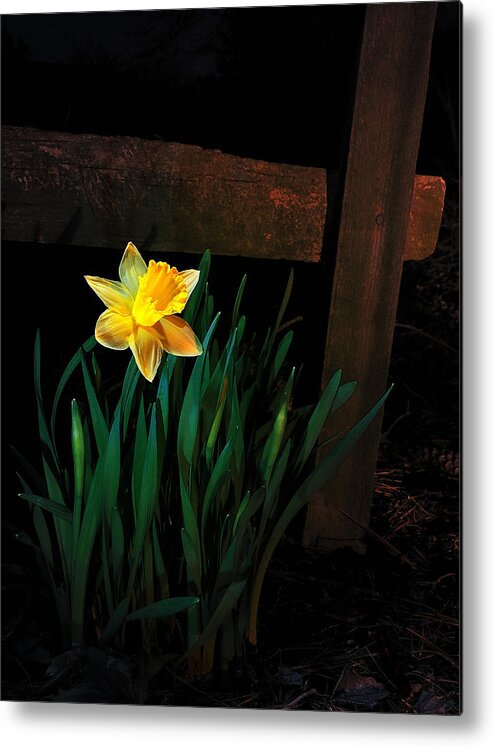 Daffodil Metal Print featuring the photograph Alone In The Dark by Mark Fuller