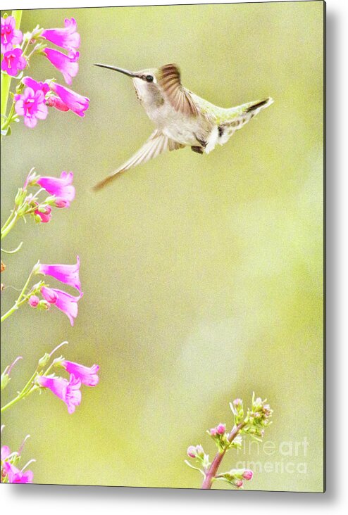 Birder Metal Print featuring the photograph Anna's and penstemon by Ruth Jolly