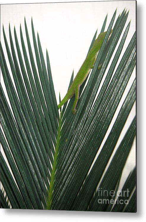 Nature Metal Print featuring the photograph Anole With Palm - Shy by Lucyna A M Green