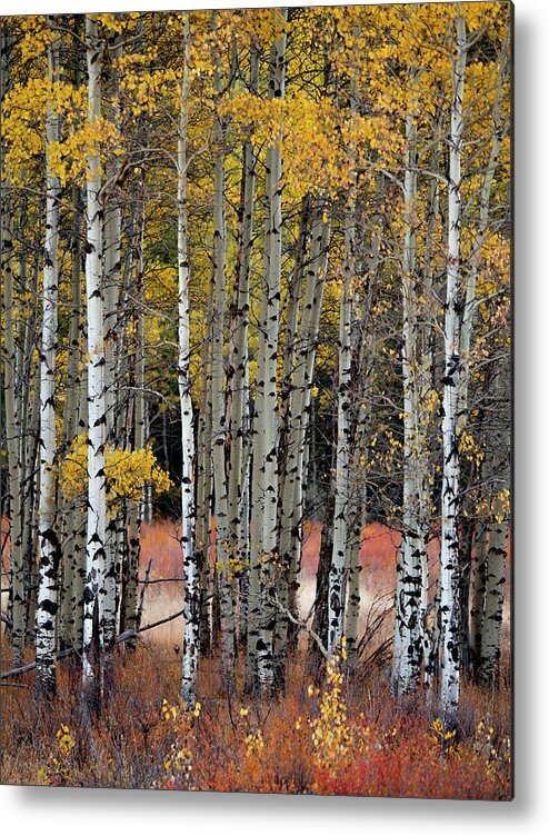 Aspens Metal Print featuring the photograph Appreciation by Emily Dickey