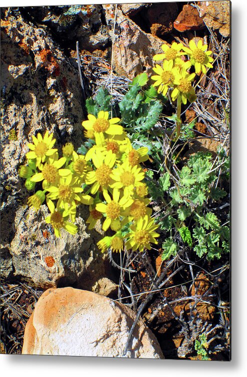 Arizona Metal Print featuring the photograph Arizona Desert Flowers by Ilia -