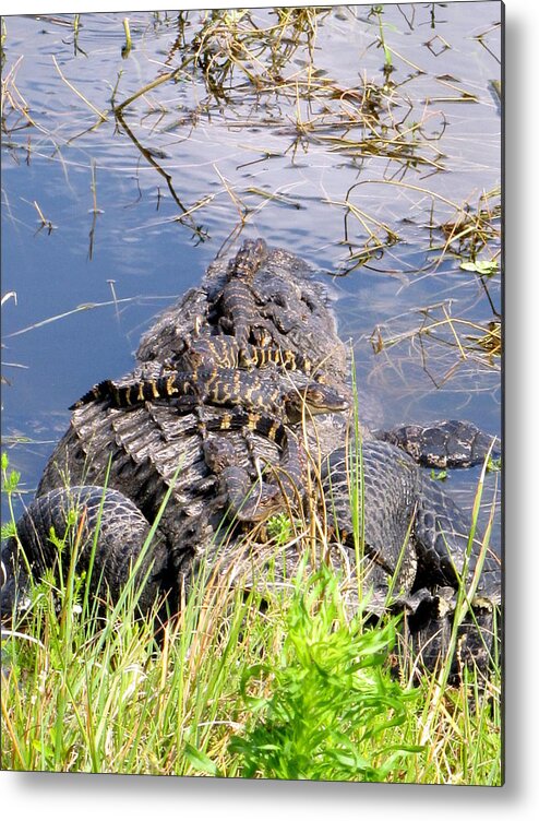 Baby Alligator Metal Print featuring the photograph Baby Alligators 1 by Christopher Mercer