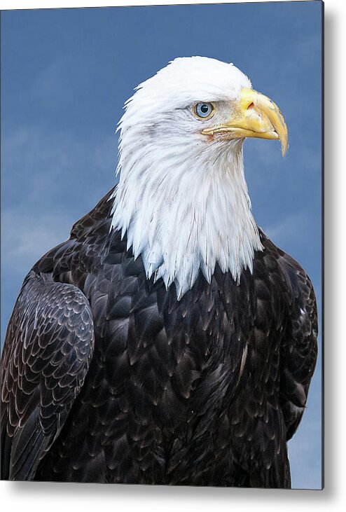 Alaska Metal Print featuring the photograph Bald Eagle by Norman Peay