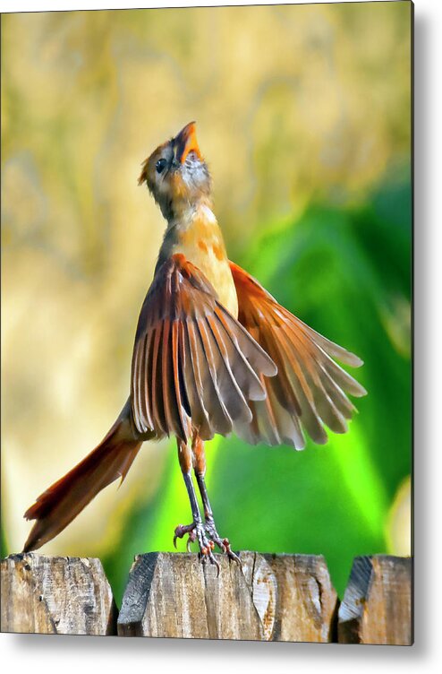 Bird Metal Print featuring the photograph Ballerina by Don Durfee