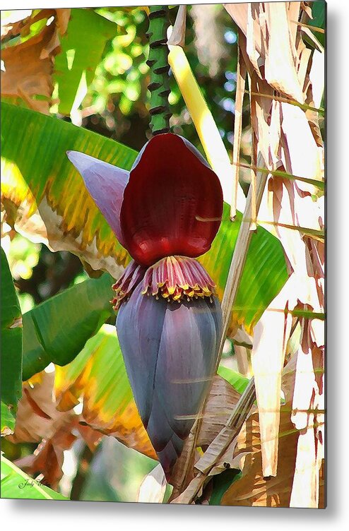 Tree Metal Print featuring the photograph Banana Tree by Judy Waller