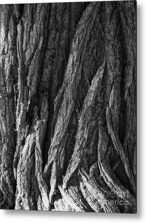 Tree Metal Print featuring the photograph Bark On A Tree by Phil Perkins