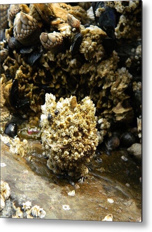 Barnacles Metal Print featuring the photograph Barnacle Worm Two by Gallery Of Hope 
