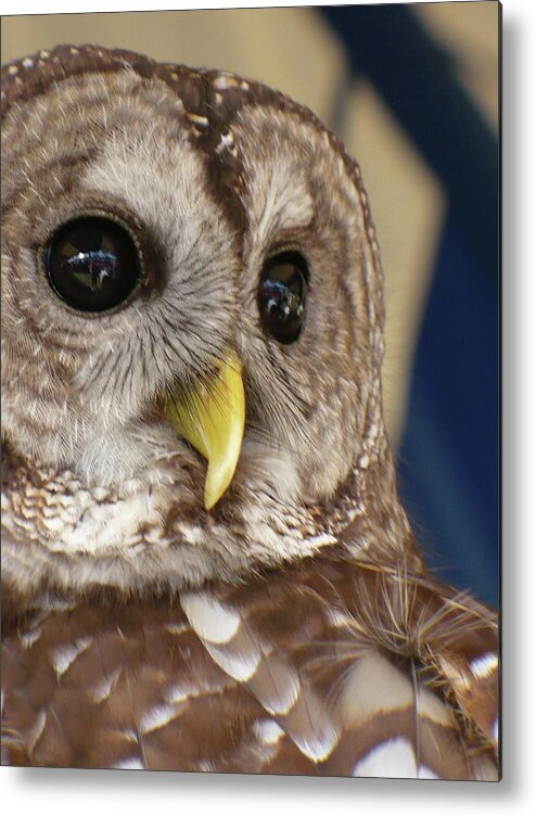 Nature Metal Print featuring the photograph Barney The Owl by Florene Welebny