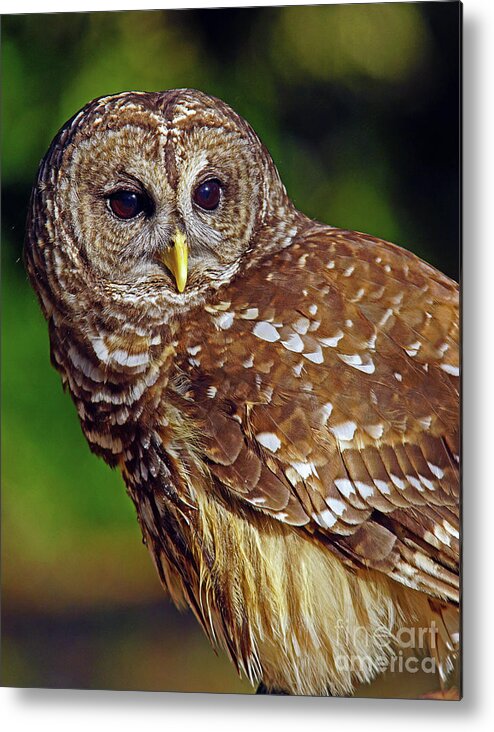 Owl Metal Print featuring the photograph Barred Owl by Larry Nieland