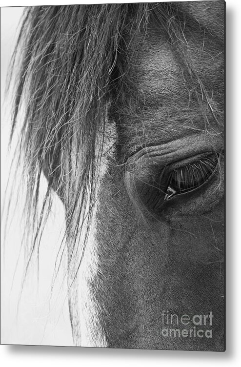 Horse Metal Print featuring the photograph Bashful by Rachel Morrison