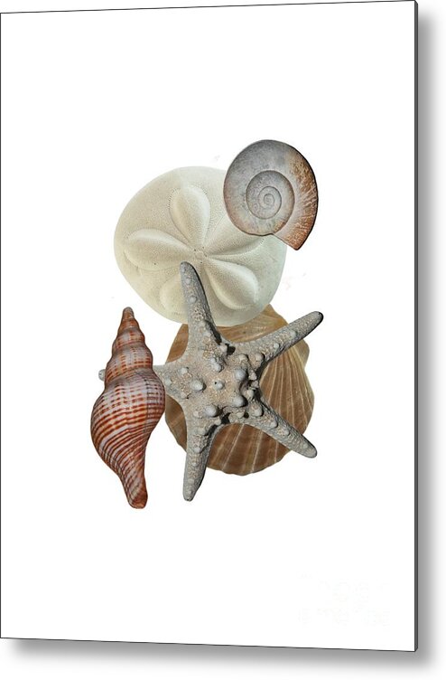 Shells; Sea Shells; Sea Biscuit; Sea Creature; Sea Life; Starfish; Knobby Starfish; Beach Bounty; Beach Find; Beach Theme; Beach Decor; Beachy; Shell Collage; Sand Dollar Metal Print featuring the photograph Beach Bounty by Judy Hall-Folde