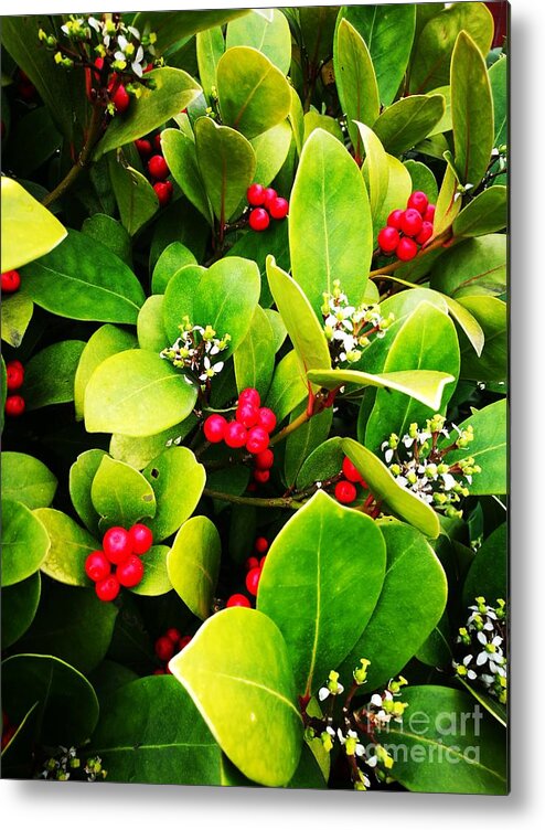  Metal Print featuring the photograph Berries and blossom by Jarek Filipowicz