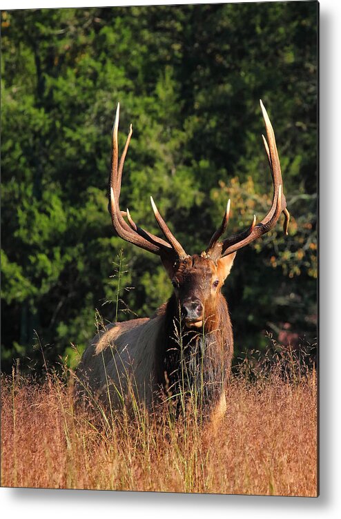 Big Bull Elk Metal Print featuring the photograph Big Bull Elk Up Close in Lost Valley by Michael Dougherty