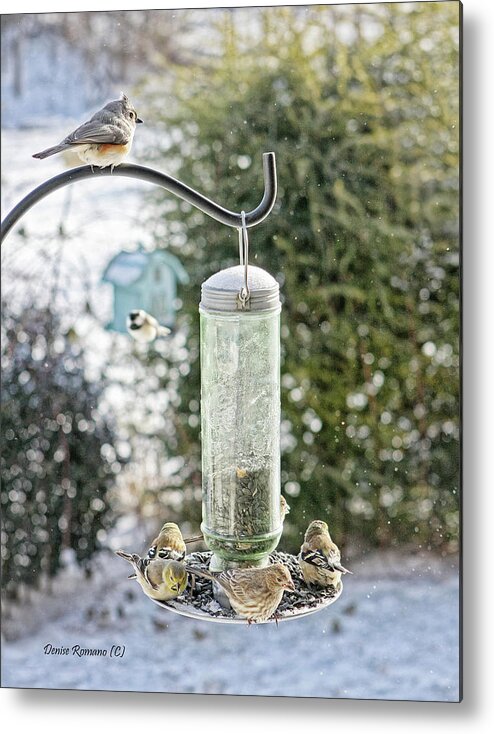 Birds Metal Print featuring the photograph Bird Breakfast by Denise Romano