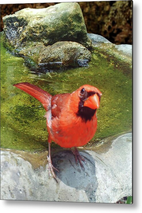 Bird Metal Print featuring the photograph Bird Watching by D Hackett