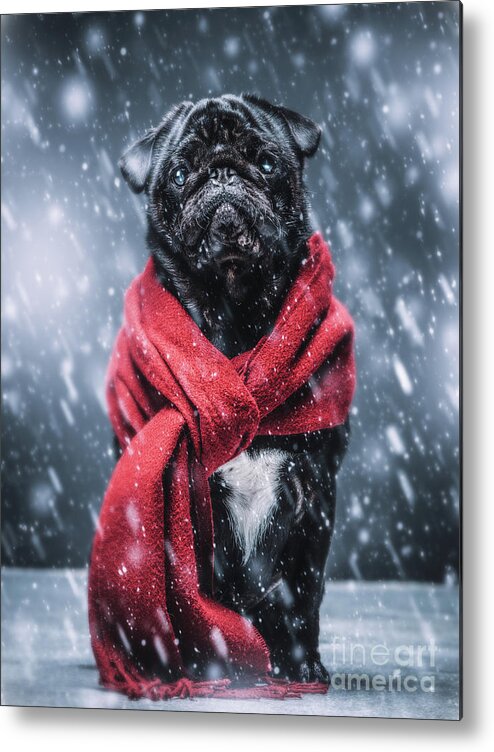Dog Metal Print featuring the photograph Black pug dog gazing sadly in a winterstorm. by Michal Bednarek