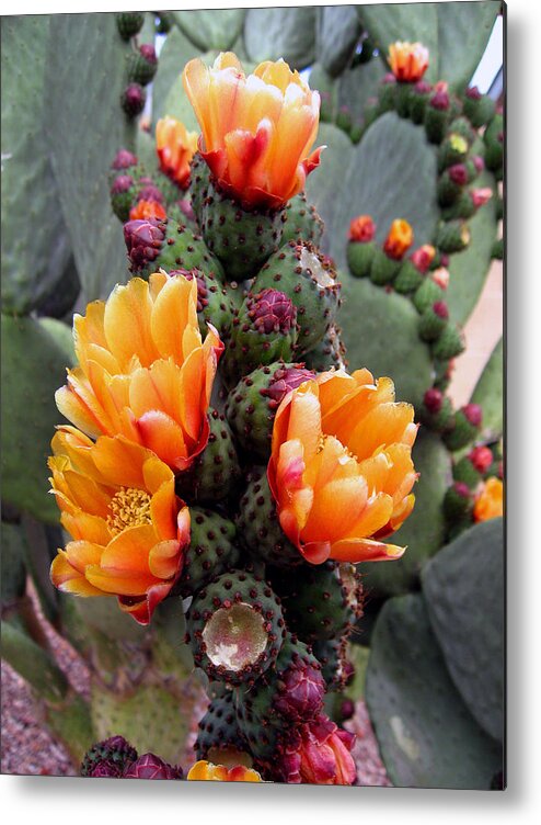 Cactus Metal Print featuring the photograph Blooming Cactus by Harvie Brown