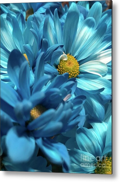 Blue Flower Metal Print featuring the photograph Blue Chrysanthemums by CAC Graphics