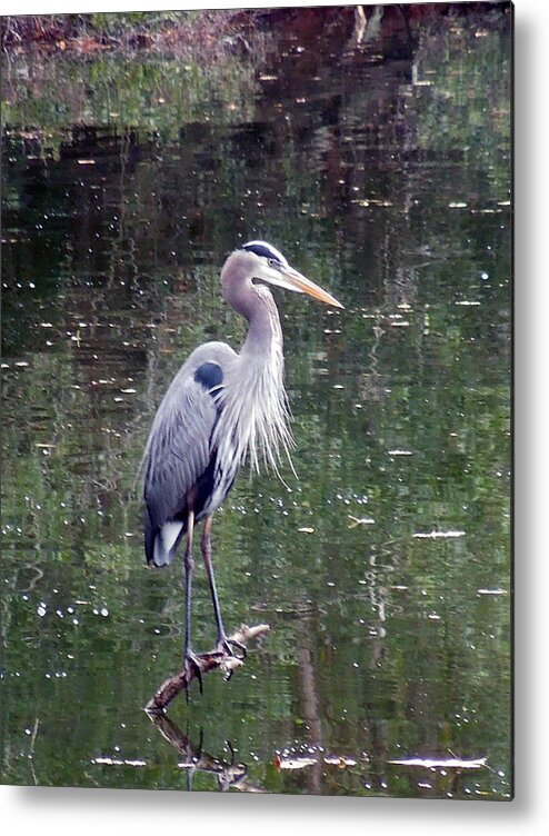 Blue Heron Metal Print featuring the photograph Blue Heron Fishing by Don Wright