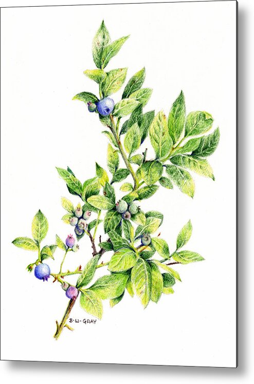Blueberry Metal Print featuring the drawing Blueberry Branch by Betsy Gray