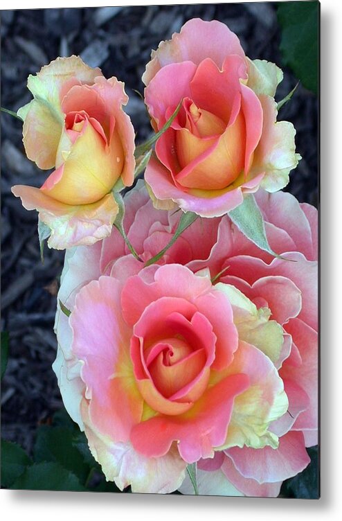 Brass Band Roses Metal Print featuring the photograph Brass Band Roses by Living Color Photography Lorraine Lynch