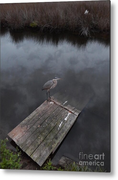  At Twilight A Heron Rests On The Float An Alligator Usually Occupies.clouds Reflect In The Water Of A Baoyu Near The Ocean On Florida's Gulf Coast. Metal Print featuring the photograph Brave Heron by Priscilla Batzell Expressionist Art Studio Gallery