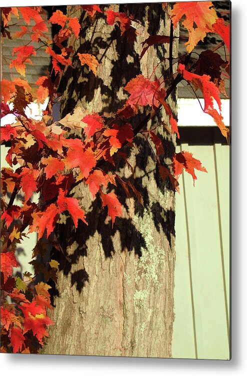 Fall Foliage Metal Print featuring the photograph Bright Leaves, Deep Shadows by Susan Lafleur