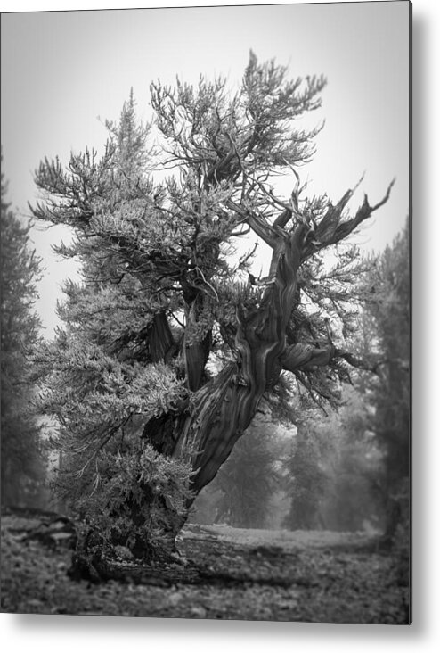 Bristlecone Metal Print featuring the photograph Bristlecone Beauty by Dusty Wynne