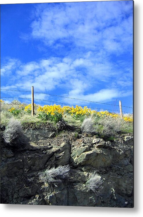 Sunflowers Metal Print featuring the photograph British Columbia Sunflowers by Will Borden