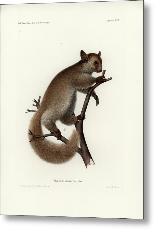 Otolemur Crassicaudatus Metal Print featuring the drawing Brown Greater Galago or Thick-tailed Bushbaby by Hugo Troschel and J D L Franz Wagner